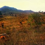 सोनभद्र: कोई नहीं चाहता कि आदिवासी अपनी ज़मीन पर चुनाव लड़े