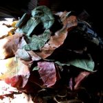 सियासत के चक्रव्यूह में रामपुर का बीड़ी उद्योग