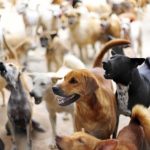 गोश्त न मिलने पर पागल हो रहे हैं गली के कुत्ते