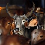 Bengal beef dealers to meet Mamata over UP crackdown