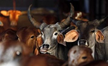 Bengal beef dealers to meet Mamata over UP crackdown