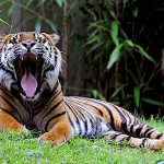 गोमांस प्रतिबंध : क्या खाते हैं जानवर?