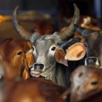 ताकि गाय से दूध निकले न कि वोट…