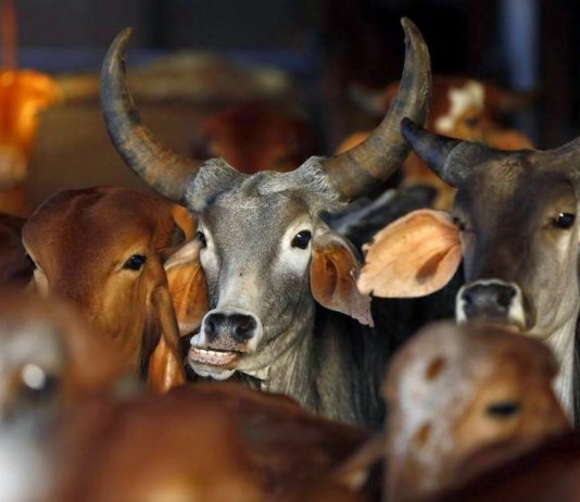 ताकि गाय से दूध निकले न कि वोट…