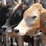 More Cow : Modi’s 19-member ‘scientific team’ to research on cow dung and urine