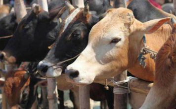 More Cow : Modi’s 19-member ‘scientific team’ to research on cow dung and urine