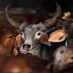 ‘भाजपा अगर जीती तो मेघालय में सस्ती हो जाएगी बीफ़’