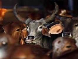 ‘भाजपा अगर जीती तो मेघालय में सस्ती हो जाएगी बीफ़’