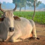 गाय के नाम पर उत्तर प्रदेश में 6 महीने में 44 पर रासुका, 2197 पर गैंगस्टर लगी