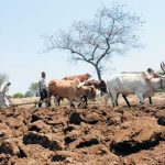 Farmers in 3 Marathwada villages create oasis in suicide-prone region