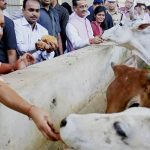 In UP, ‘smuggling’ cows to be taken as a matter of National Security