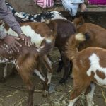 बक़रीद पर क़ुर्बानी को लेकर रोक नहीं : मुज़फ़्फ़रनगर प्रशासन