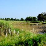 चम्पारण के गरीब किसान फिर से सत्याग्रह के मूड में, कल से होगा ‘किसान मुक्ति यात्रा’ के चौथे चरण का आगाज़