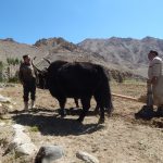 वांगाईल व डोरजे यहां खेती की पुरानी पद्धति को जिंदा रखने की कोशिश में लगे हुए हैं…