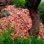 यहां के किसानों का क्या होगा, भगवान ही मालिक है!