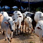 गौ-सेवा के लिए बने मुस्लिम गो-रक्षक दल भी हैं गो-रक्षकों के आतंक का शिकार