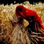 ‘गेहूं की क़ीमत 15 हज़ार प्रति एकड़ आती है, लेकिन दाम उससे कम मिलता है तो आत्महत्या कैसे रूकेगी?’