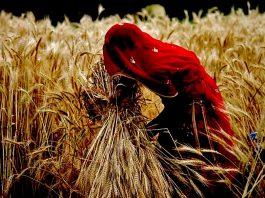 ‘गेहूं की क़ीमत 15 हज़ार प्रति एकड़ आती है, लेकिन दाम उससे कम मिलता है तो आत्महत्या कैसे रूकेगी?’