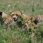 60% wildlife wiped out, ours last generation that could act: WWF report