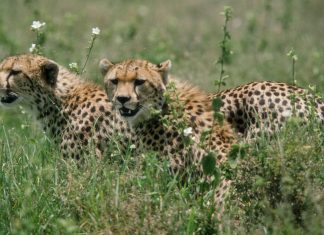 60% wildlife wiped out, ours last generation that could act: WWF report