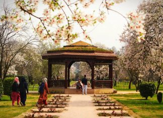 In Pictures: Kashmir’s Almond garden in full bloom