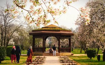 In Pictures: Kashmir’s Almond garden in full bloom