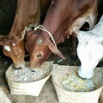 बस्तरिया आदिवासी संस्कृति का हिस्सा नहीं है “दीपावली”