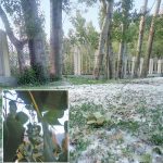 Economic and ecological disaster predicted as 16 million poplar trees are ordered to be axed in Kashmir