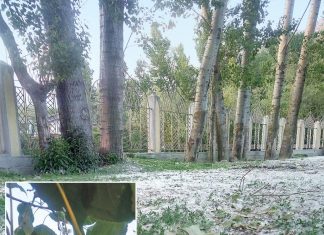Economic and ecological disaster predicted as 16 million poplar trees are ordered to be axed in Kashmir