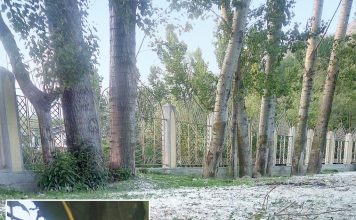 Economic and ecological disaster predicted as 16 million poplar trees are ordered to be axed in Kashmir
