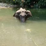 Killing of elephant in Kerala has nothing to do with Malapurram Muslims