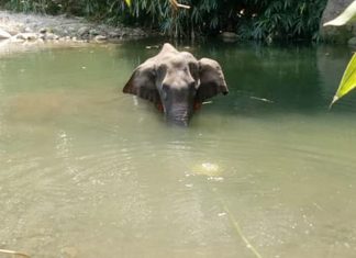 Misreporting Kerala elephant’s death sparks off wave of hate campaign against Muslims