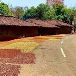 Plight of tribal communities during COVID-19