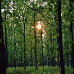 Jharkhand after 20 years: Rich state, poor people and a tale of betrayal