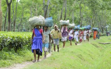 May Day: ‘No way out of tea estates,’ housing woes, low wages compel workers from Assam tea gardens to migrate