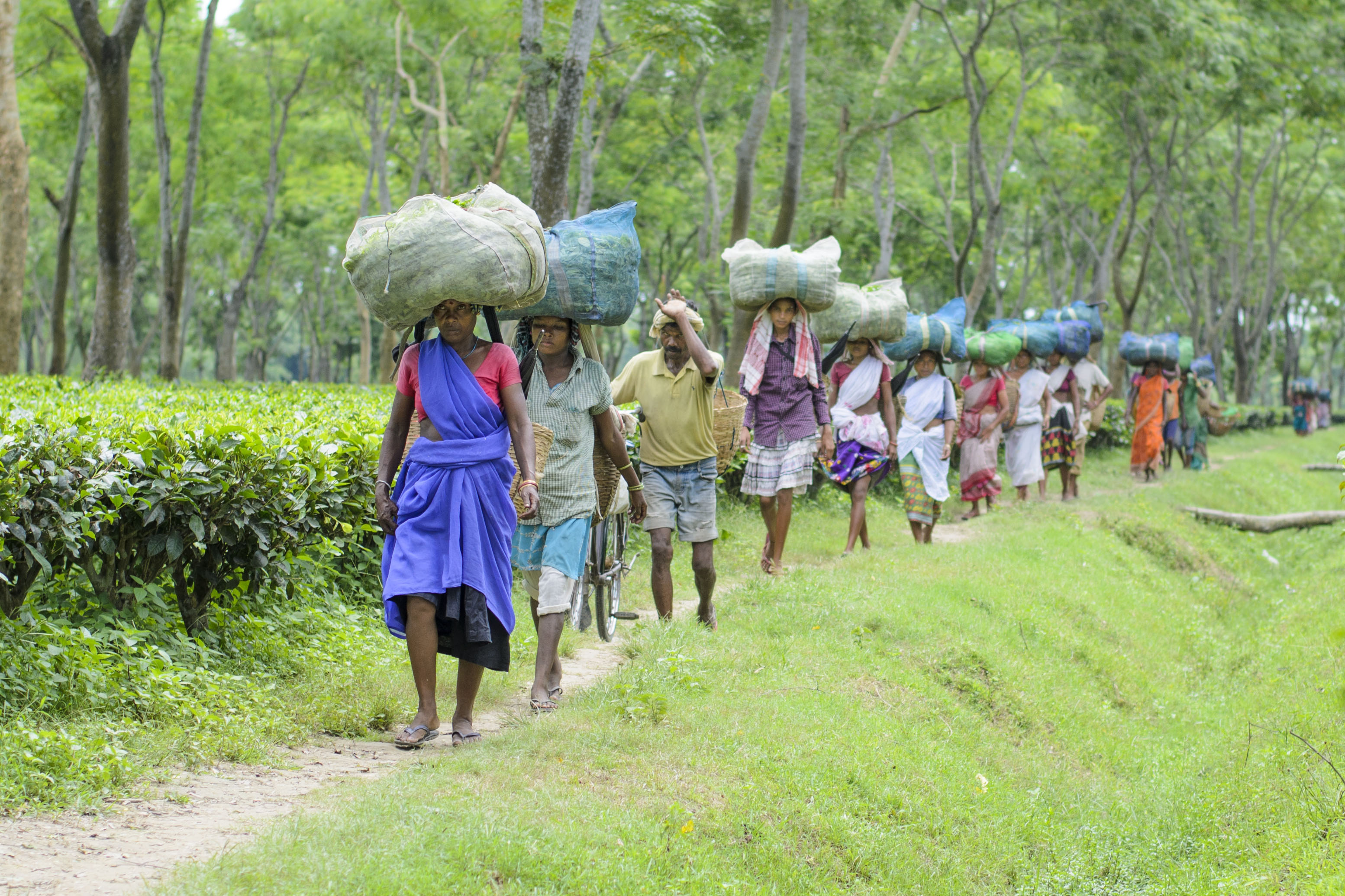 May Day: ‘No way out of tea estates,’ housing woes, low wages compel workers from Assam tea gardens to migrate