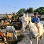 एक्सक्लुसिव : कंचे खेलने की उम्र में बन गए घुड़सवार,मगर नही जाते स्कूल