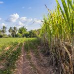 Modern slavery: Adivasi labourers in Gujarat’s sugarcane fields