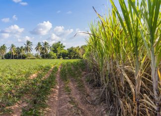 Modern slavery: Adivasi labourers in Gujarat’s sugarcane fields