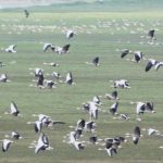 सर्दी आई तो हजारों किमी दूर दोआबा में माउंट एवरेस्ट लांघ आशियाना तलाशने चले आए साइबेरियन पक्षी