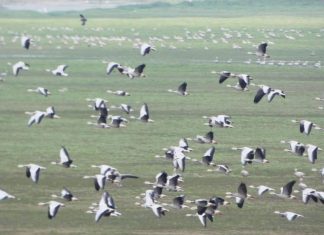 सर्दी आई तो हजारों किमी दूर दोआबा में माउंट एवरेस्ट लांघ आशियाना तलाशने चले आए साइबेरियन पक्षी