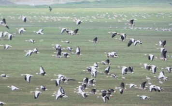 सर्दी आई तो हजारों किमी दूर दोआबा में माउंट एवरेस्ट लांघ आशियाना तलाशने चले आए साइबेरियन पक्षी