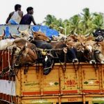 Gujarat court sentences Muslim man to life imprisonment for ‘illegally’ transporting cows