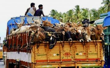 Gujarat court sentences Muslim man to life imprisonment for ‘illegally’ transporting cows