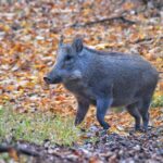 The Return Of Wild Boars in Kashmir Pose A New Threat To Agriculture And Biodiversity