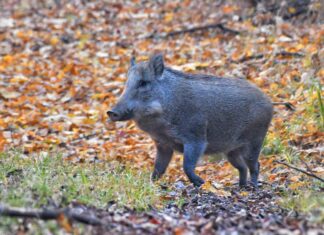 The Return Of Wild Boars in Kashmir Pose A New Threat To Agriculture And Biodiversity