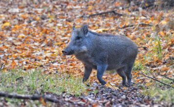 The Return Of Wild Boars in Kashmir Pose A New Threat To Agriculture And Biodiversity