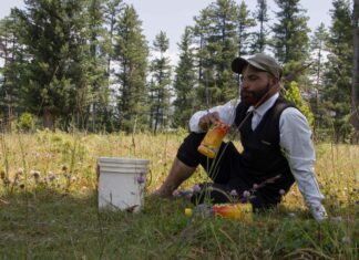 ‘Chinar Man’: Transforming Mountains and Minds in Kashmir’s Frontier