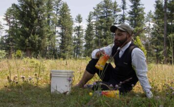 ‘Chinar Man’: Transforming Mountains and Minds in Kashmir’s Frontier