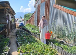 From Homemaker to Entrepreneur: Asiya Begum’s Inspiring Journey in Indoor Mushroom Cultivation and Rooftop Vegetable Farming